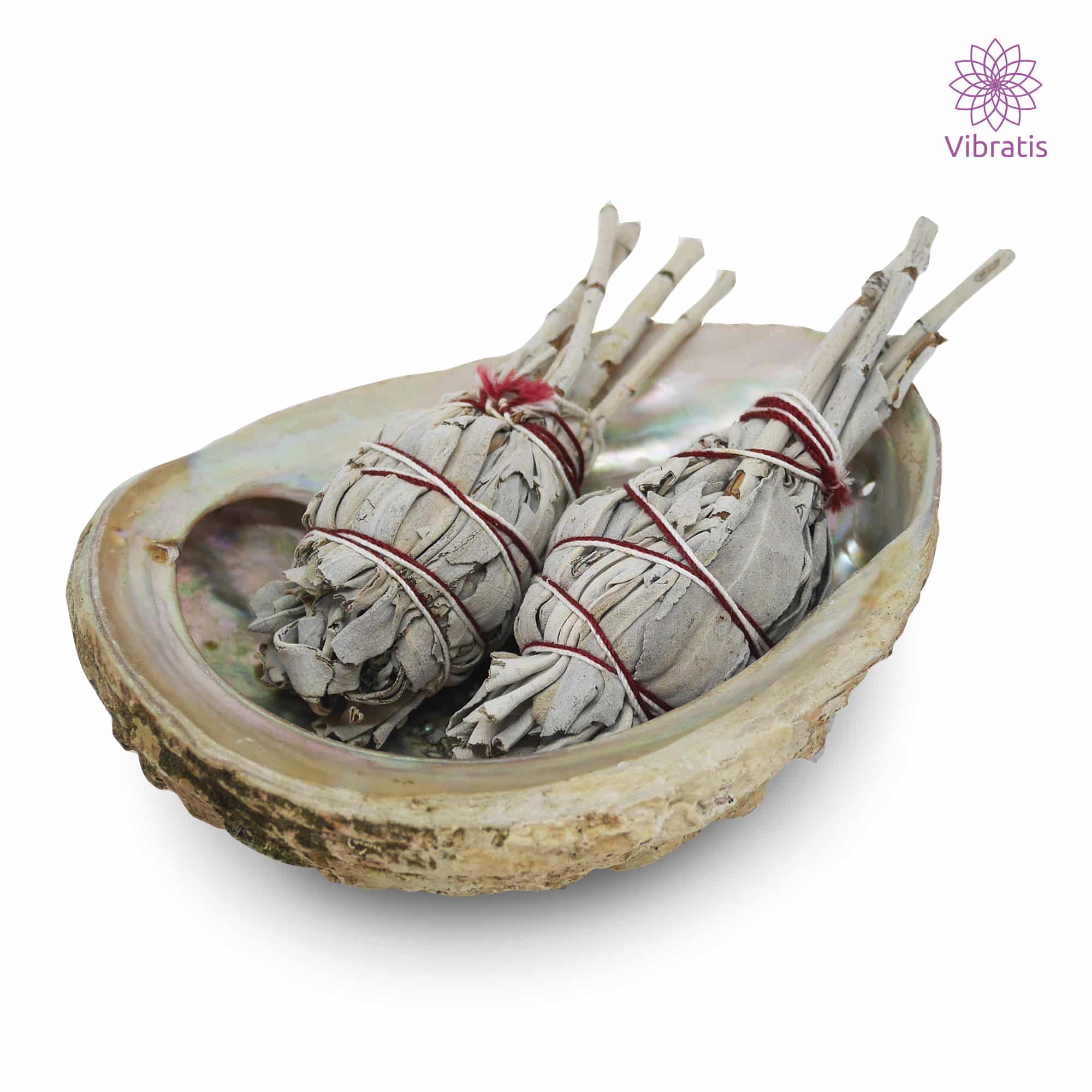 sauge blanche coquille d'ormeau