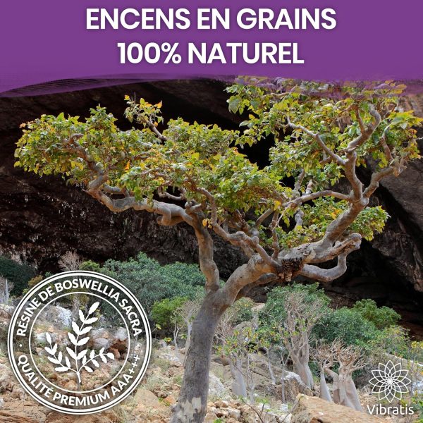 Encens Oliban en Grains | 100% Naturel Boswellia Carterrii Qualité Premium | Très Fortes Vertus spirituelles (100g) – Image 6