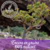 Oliban encens naturel