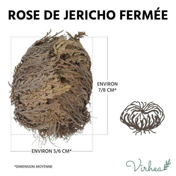 Rose de Jéricho X1 - Plante de la résurrection – Image 5