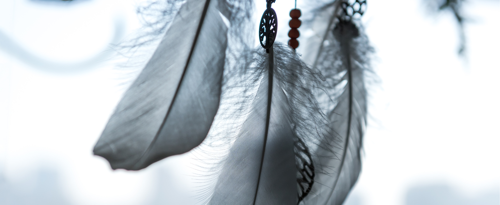 La Plume Grise : Symbolismes et Significations