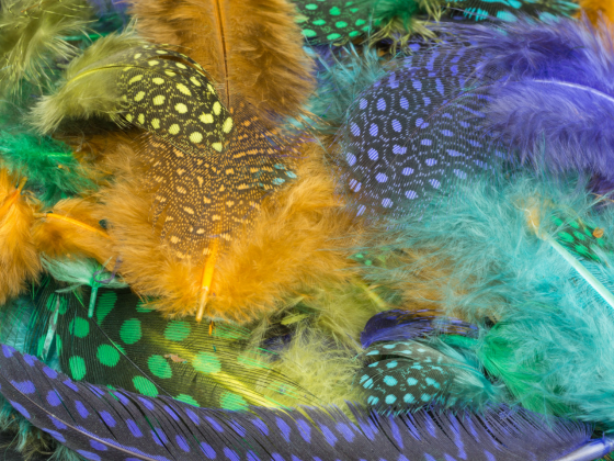 plumes multicolores