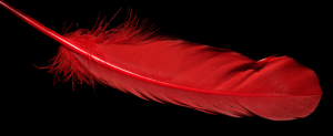 plume rouge