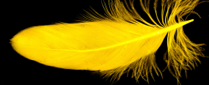 plume jaune signication