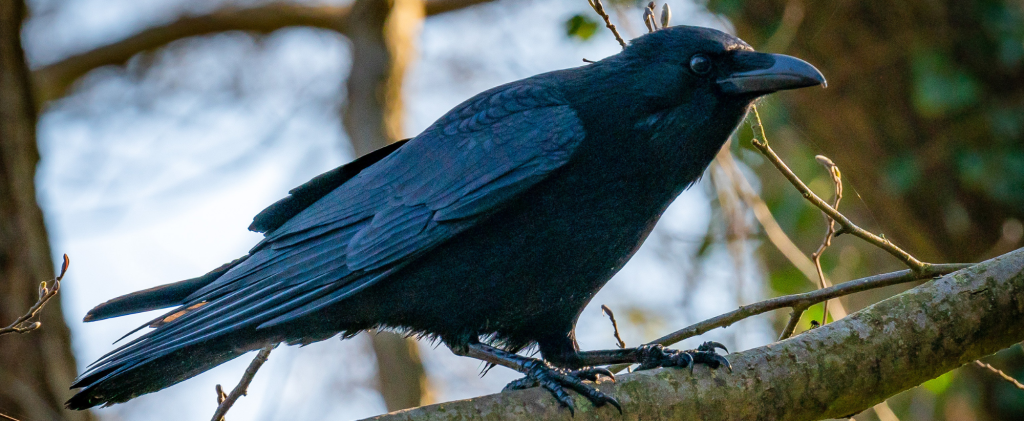 plume corbeau